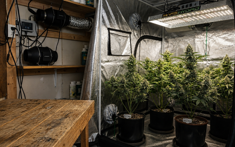Growing 101 — From Seed to Harvest